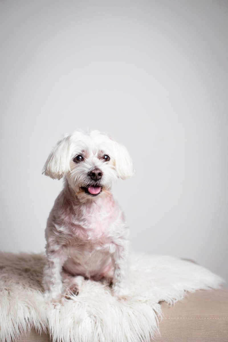 Ollie sitting on a white rug, happy tongue-out smile