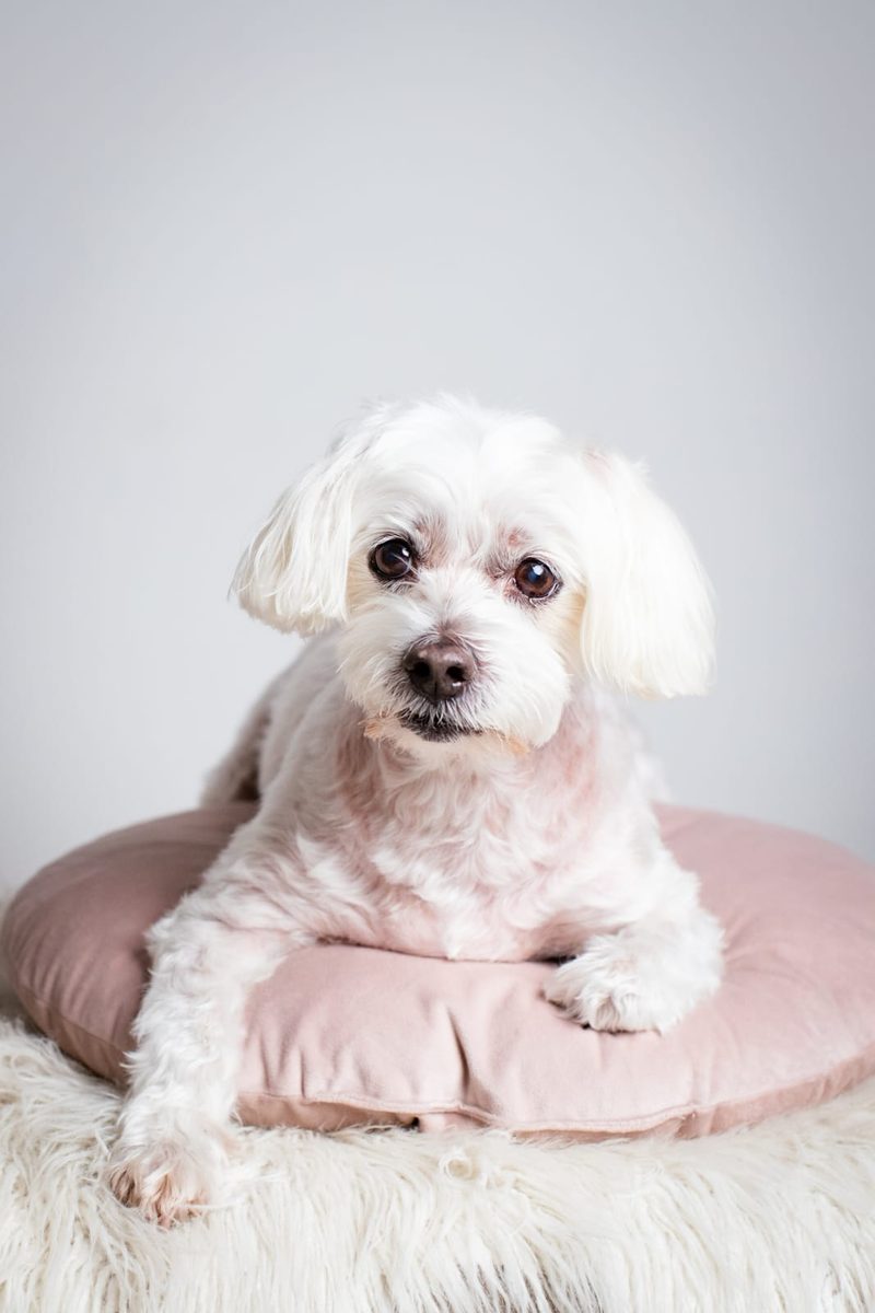 Ollie resting on a blush-pink cushion