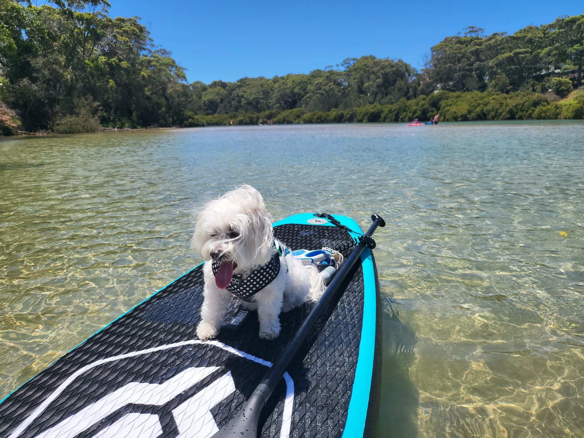 Ollie, a fluffy white dog, standing happily on a paddleboard in a clear blue lagoon