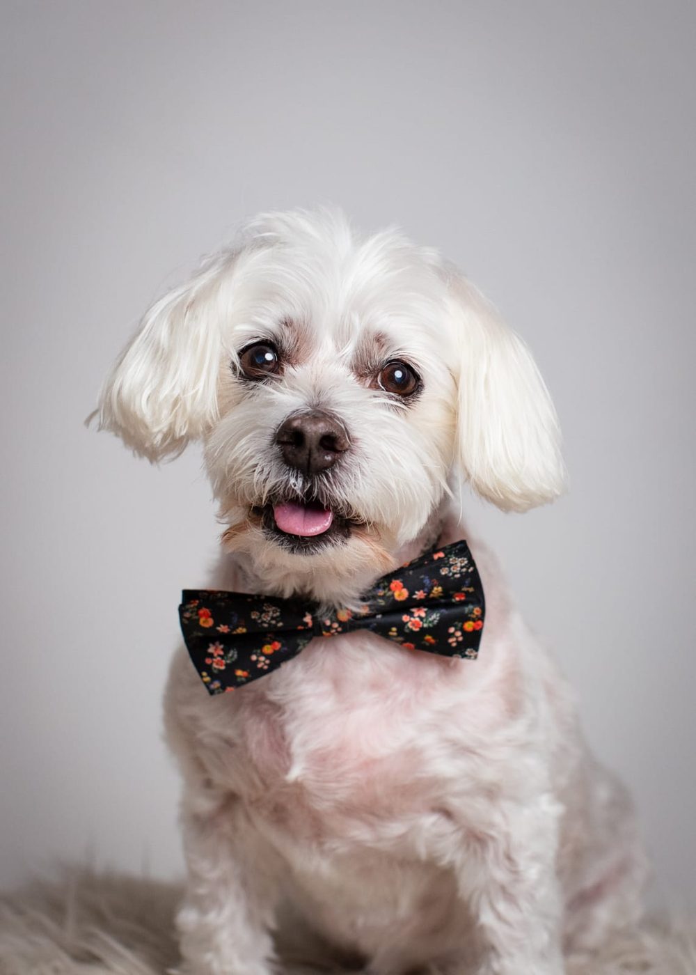 Ollie sitting with his tongue out, wearing a floral bow tie