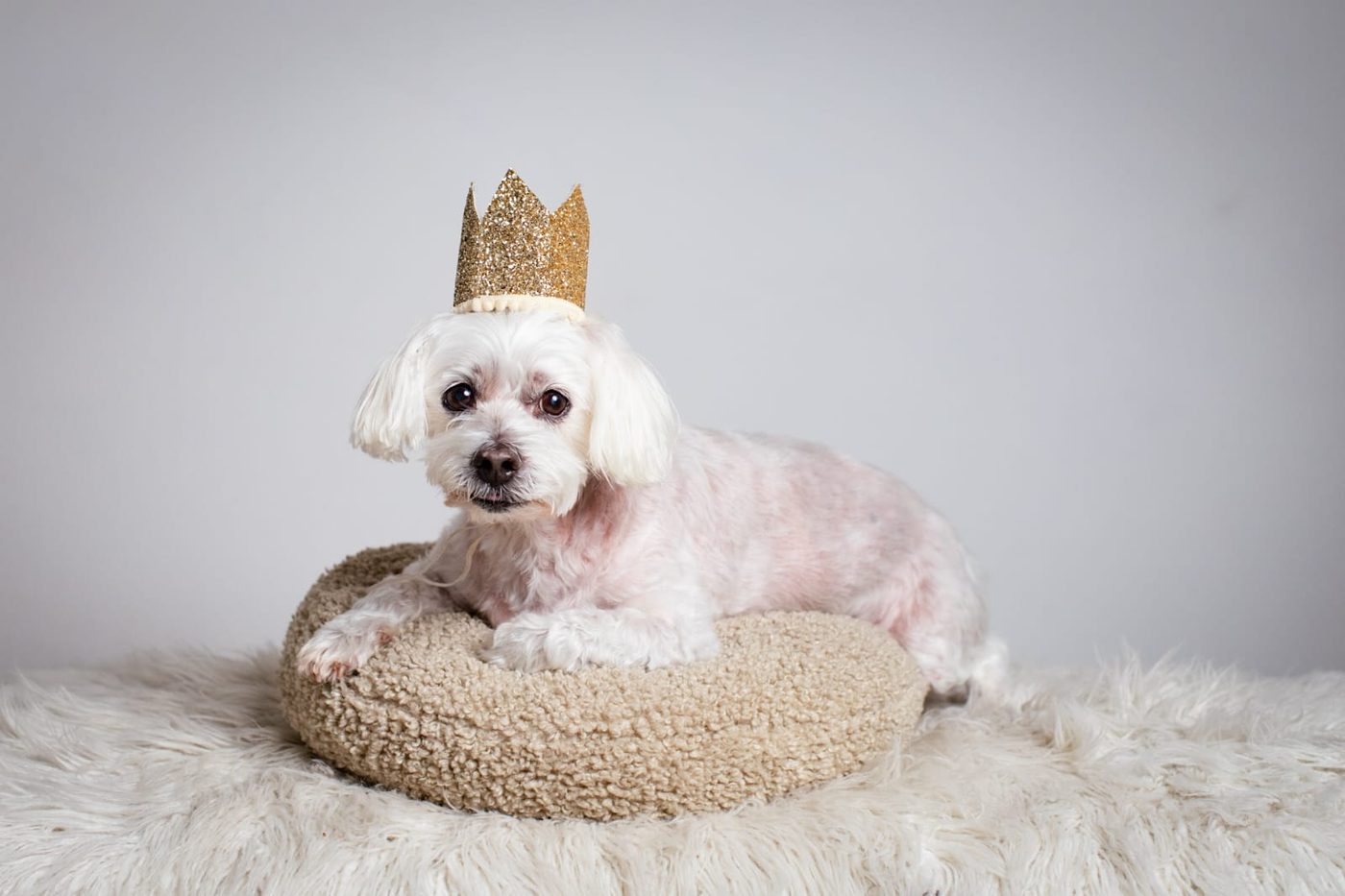 Ollie wearing a gold birthday crown